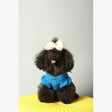 O.C.Photo.Studioが撮影した「ペット撮影」の写真