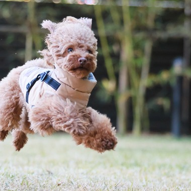外川博己が撮影した「ペット撮影」の写真