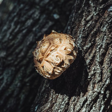 studio cactusが撮影した「農家 - 風景／商品／人物」の写真