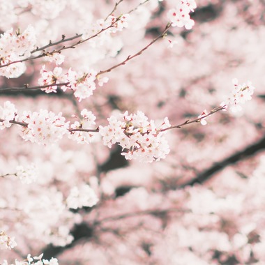 堀内 陽希が撮影した「植物」の写真