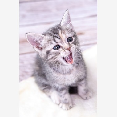 本郷直人が撮影した「ブリーダー」の写真