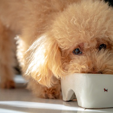 高木勇斗が撮影した「トイプードル」の写真