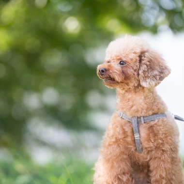 KOGA写真が撮影した「犬・わんこ撮影」の写真