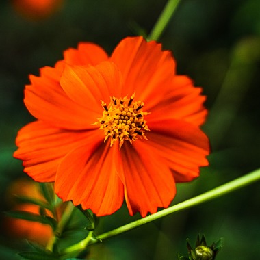 相場 友輔が撮影した「物・動物など」の写真