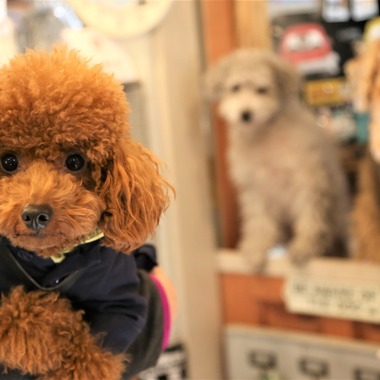 Photographer  Tomoが撮影した「ペット撮影」の写真