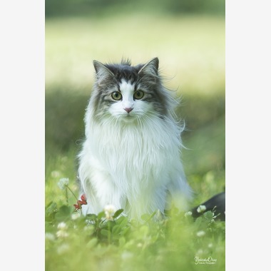 写楽堂が出張撮影した「ペット」の家族写真