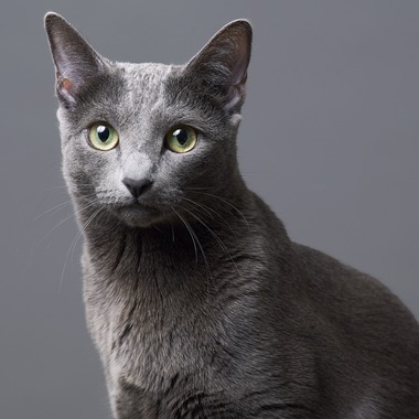 森田寫眞館が撮影した「ペット」の写真