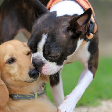 菊原浩司が撮影した「ドッグラン撮影会」の写真