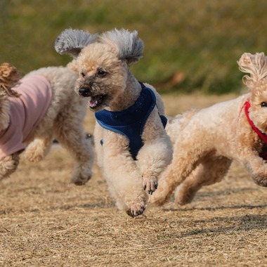 河野慈圓が撮影した「ペット撮影」の写真