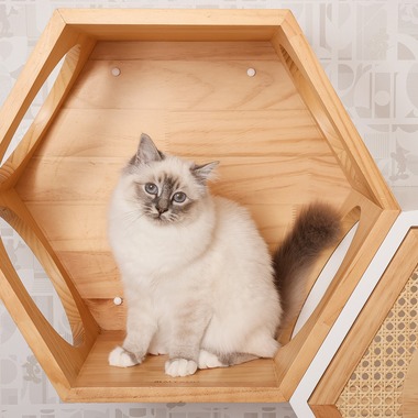 株式会社Neo-Smile 「locationbreeze」高橋 徹が撮影した「みんなのブリーダー様 / Sacred Birman様　ペット猫」の写真