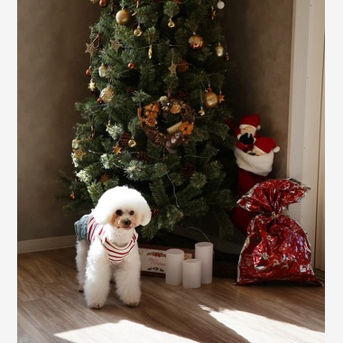 株式会社Photo Luckyが出張撮影した「ペット」の家族写真