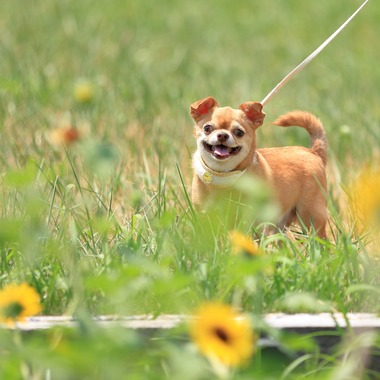 菊原浩司が撮影した「ドッグラン撮影会」の写真