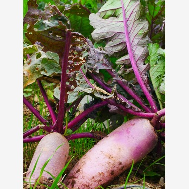 ant10.が撮影した「農家」の写真