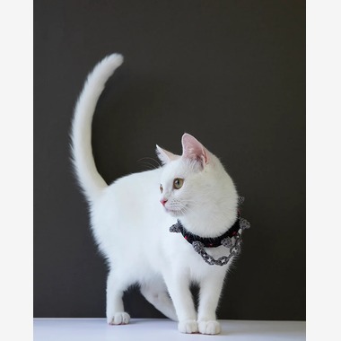 白井由香里写真事務所が撮影した「動物」の写真