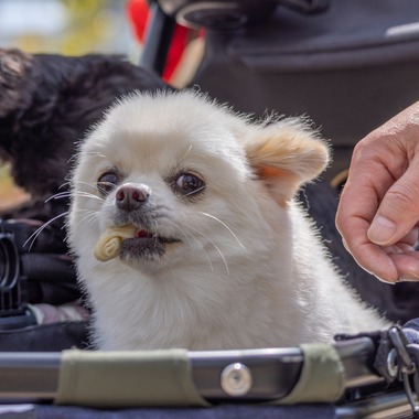 沖山俊樹が撮影した「ペット_20230330_有明ガーデン」の写真
