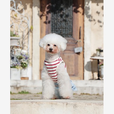 株式会社Photo Luckyが出張撮影した「ペット」の家族写真