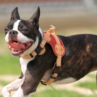 菊原浩司が撮影した「ドッグラン撮影会」の写真