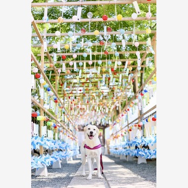 株式会社Neo-Smile 「locationbreeze」高橋 徹が出張撮影した「ペット動物など」の家族写真