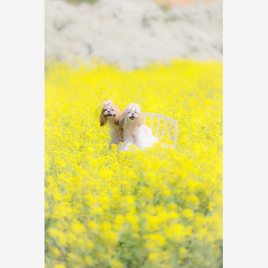 株式会社Neo-Smile 「locationbreeze」高橋 徹が出張撮影した「ペット動物など」の家族写真