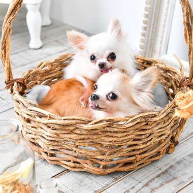 xxxが撮影した「」のウェディングフォト