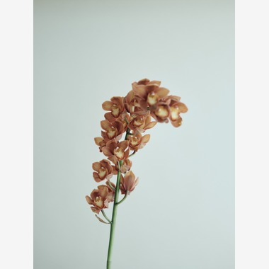 instinct合同会社が撮影した「Stilllife」の写真