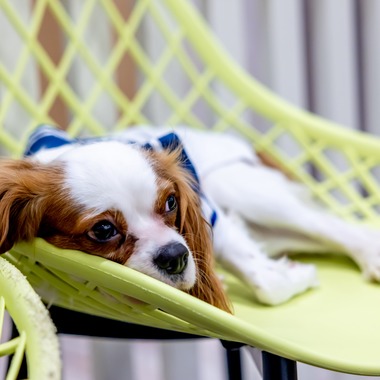 沖山俊樹が撮影した「ペット_20230414_RIO吉祥寺」の写真