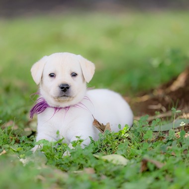 株式会社Neo-Smile 「locationbreeze」高橋 徹が出張撮影した「ペット動物など」の家族写真