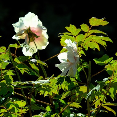 POPCORNが撮影した「フラワー」の写真