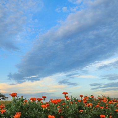 Yoshikinoが撮影した「写真」の写真
