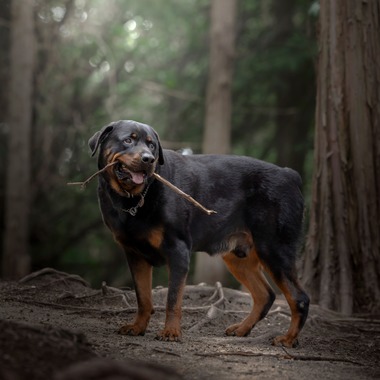 梅田　紫邑が撮影した「ドッグフォト」の写真