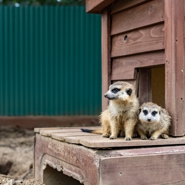 フォトスタジオ　ちっくたっくが撮影した「動物」の写真