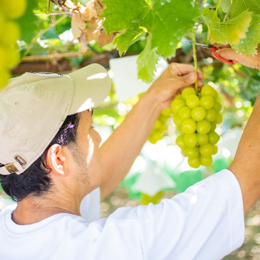 大森美紗生が撮影した「農園宣材写真」の写真