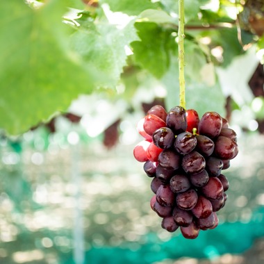 大森美紗生が撮影した「農園宣材写真」の写真