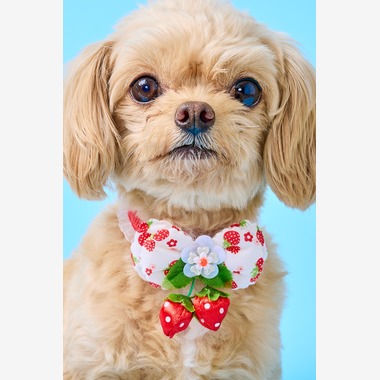 クリエイティブツリーが撮影した「子犬をスタジオ撮影」の写真