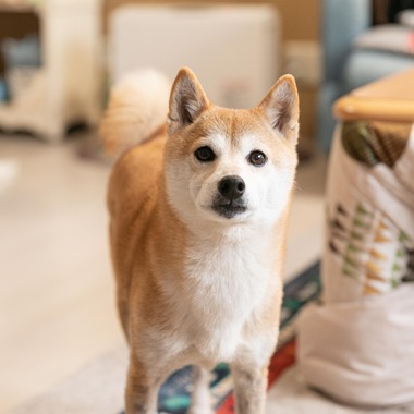インスタントソイ合同会社　井上泰徳が撮影した「ワンちゃん撮影」の写真