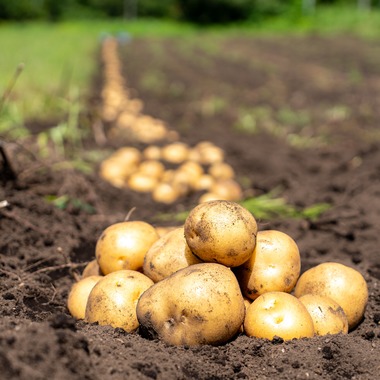 石橋宙大が撮影した「農家さん撮影」の写真