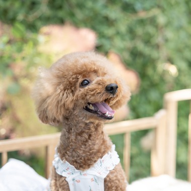 ミヤタカズコが撮影した「DOG フォト」の写真