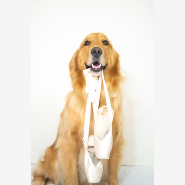 スマイルチューンが撮影した「ペット撮影」の写真