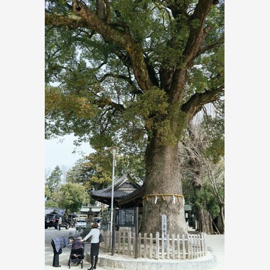 Aurora Photographyが出張撮影した「七五三、日常撮影」の家族写真