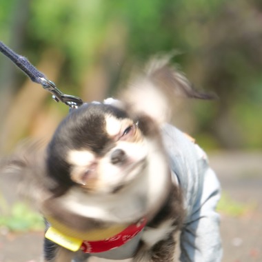 withが撮影した「ペット撮影」の写真