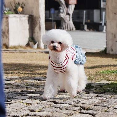 株式会社Photo Luckyが出張撮影した「ペット」の家族写真