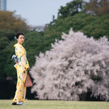 アラタンホヤガが撮影した「着物撮影　桜」の写真
