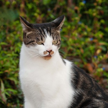 十時写真事務所が撮影した「猫」の写真