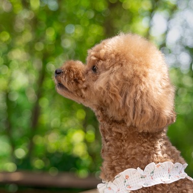 ミヤタカズコが撮影した「DOG フォト」の写真