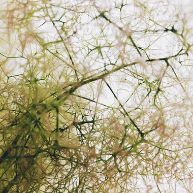 磯谷亮太が撮影した「flower」の写真