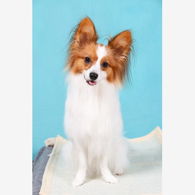 WithshopJapanが撮影した「ペット撮影」の写真