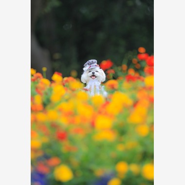 高橋 透（Coo&Sea STUDIO代表）が出張撮影した「大花壇de撮影会／秋＠横浜」の家族写真