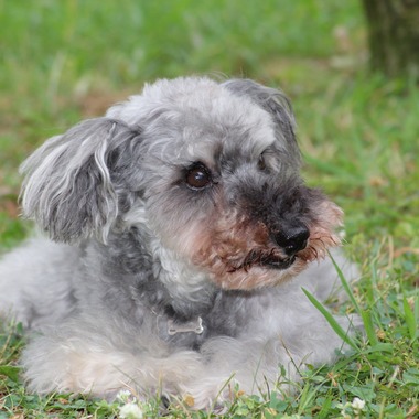 渡邉博海が撮影した「ペット」の写真