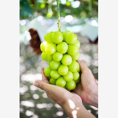 大森美紗生が撮影した「農園宣材写真」の写真