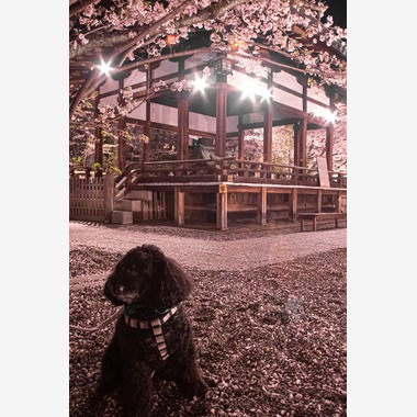 スマイルグローバルフォトが撮影した「わんちゃん」の写真